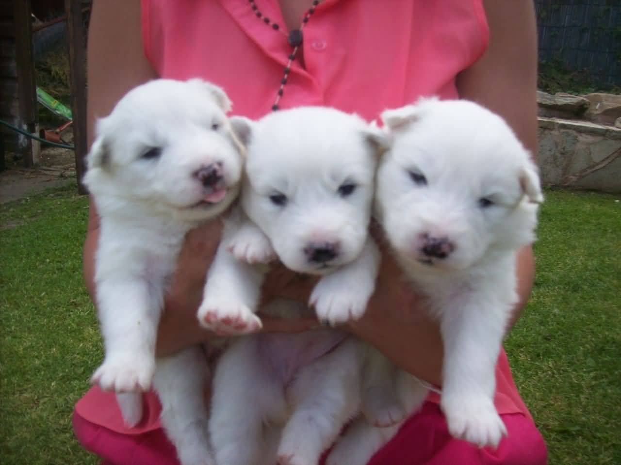 Three Samoyed Puppies In Hand