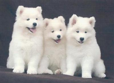 Three Samoyed Puppies Picture