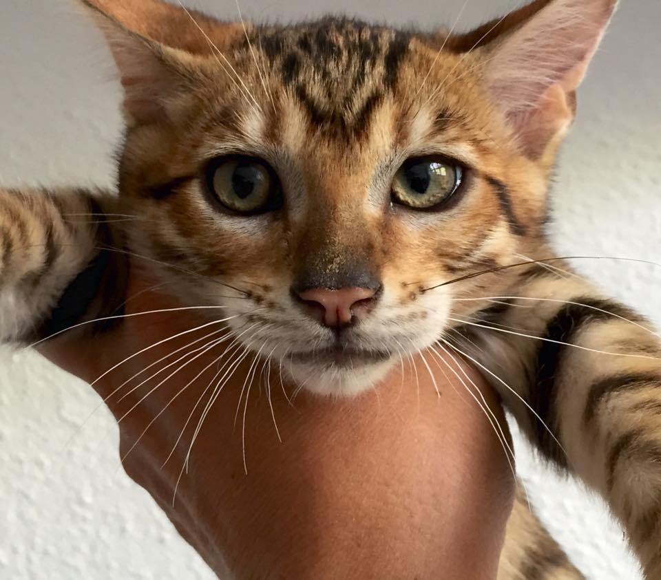 Toyger Cat Closeup