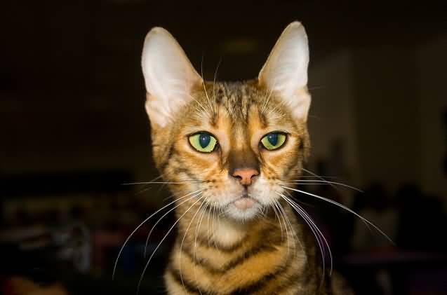 Toyger Cat Face