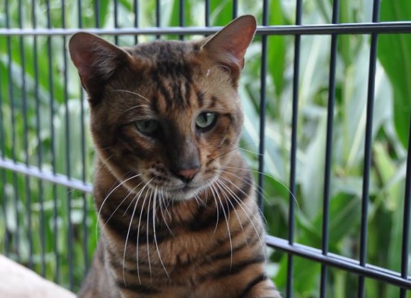 Toyger Cat Face