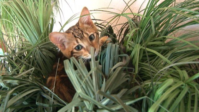 Toyger Cat In Grass