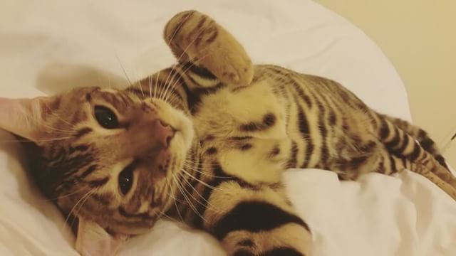 Toyger Cat In Playing Mood