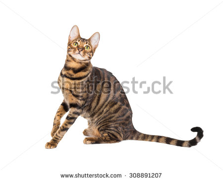 Toyger Cat Isolated On White Background