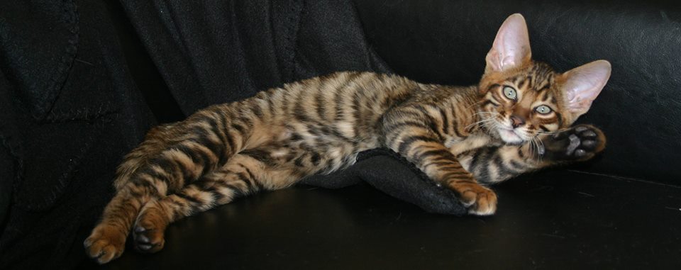 Toyger Cat Laying Down On Sofa