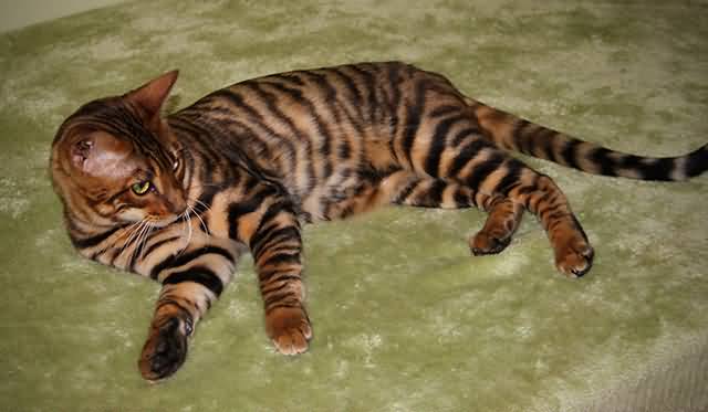 Toyger Cat Laying Down