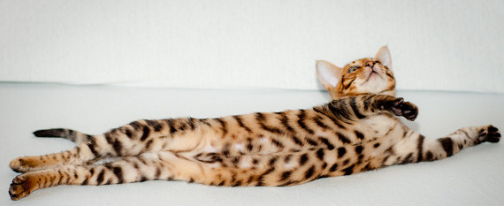 Toyger Cat Laying Down