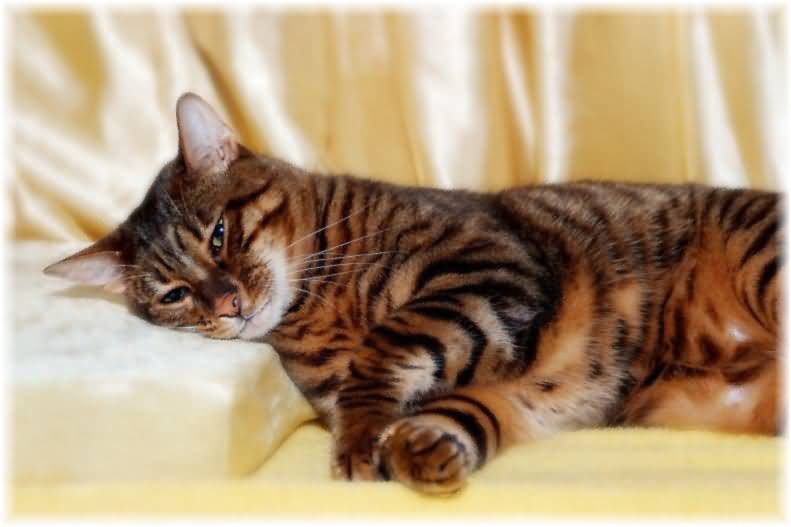 Toyger Cat Laying On Bed