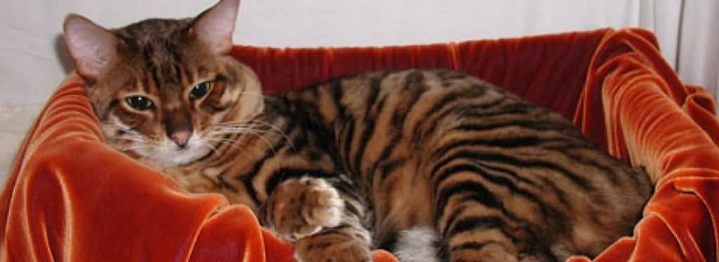 Toyger Cat Laying