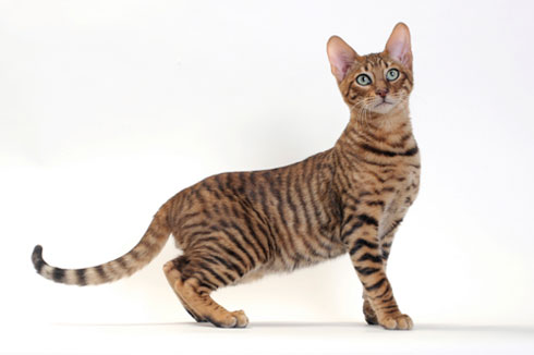 Toyger Cat Looking At Side