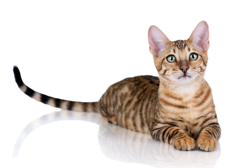 Toyger Cat Lying Posing For Photograph