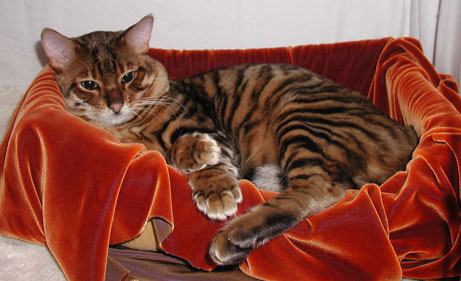 Toyger Cat On Bed