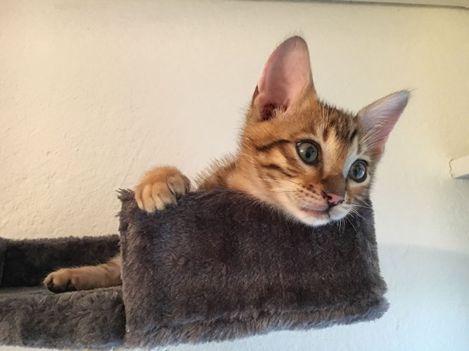 Toyger Cat On Sofa