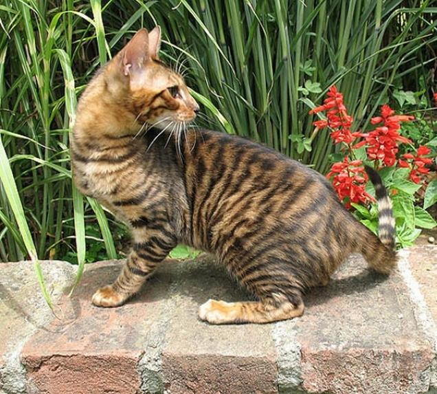 Toyger Cat Outside Picture