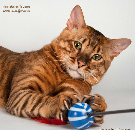 Toyger Cat Play With Ball