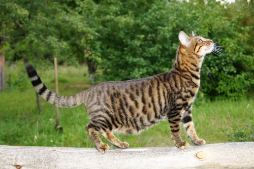 Toyger Cat Playing Outside