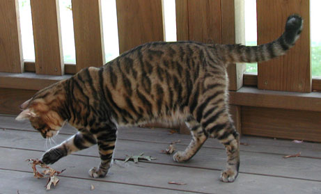 Toyger Cat Playing