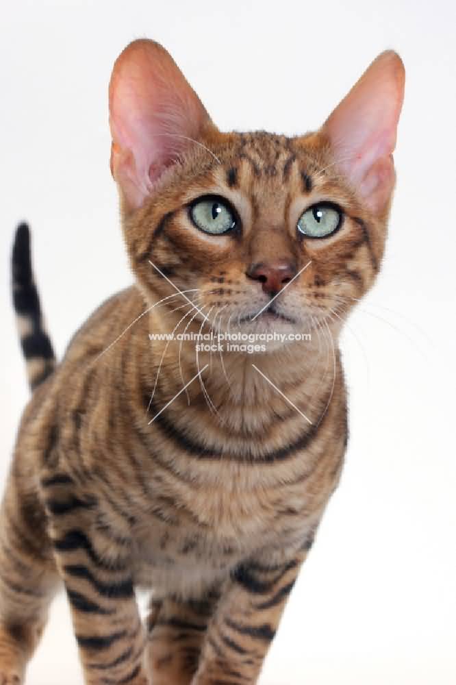 Toyger Cat Portrait On White Background