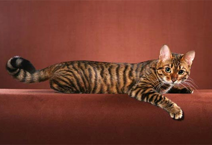 Toyger Cat Posing For Photograph