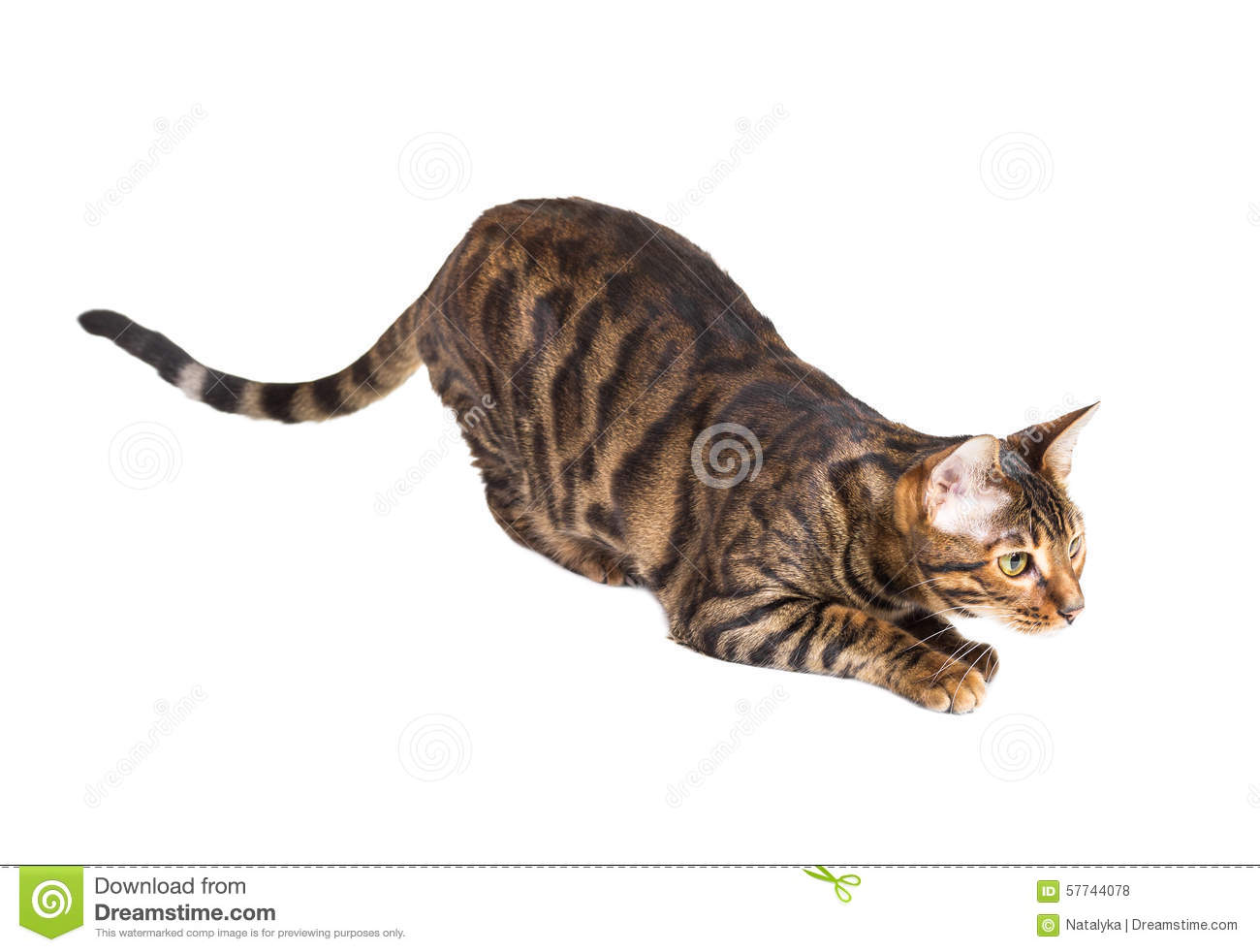 Toyger Cat Ready To Jump