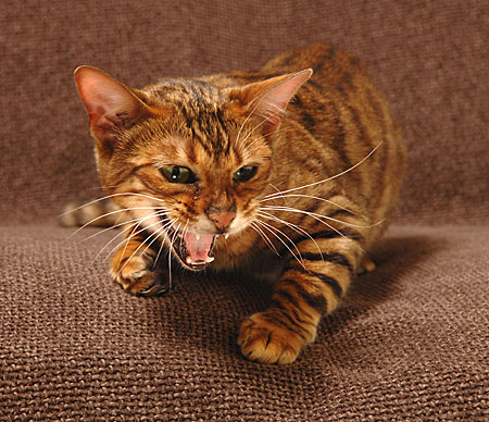 Toyger Cat Roaring Picture