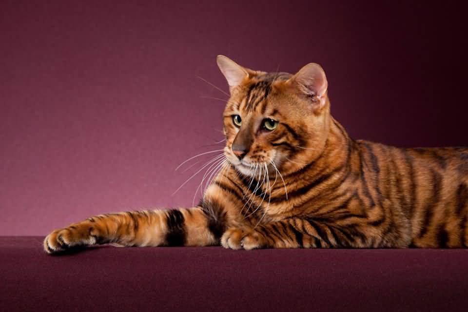 Toyger Cat Sitting In Beautiful Pose