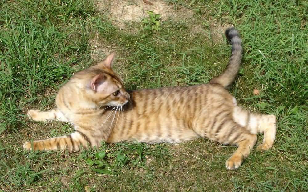 Toyger Cat Sitting In Grass