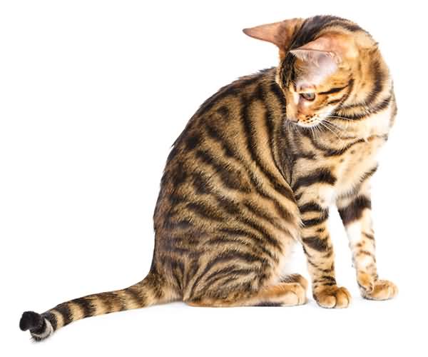 Toyger Cat Sitting Looking Down