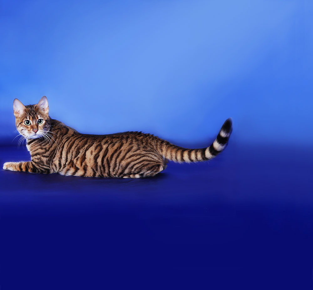 Toyger Cat Sitting On Blue Background