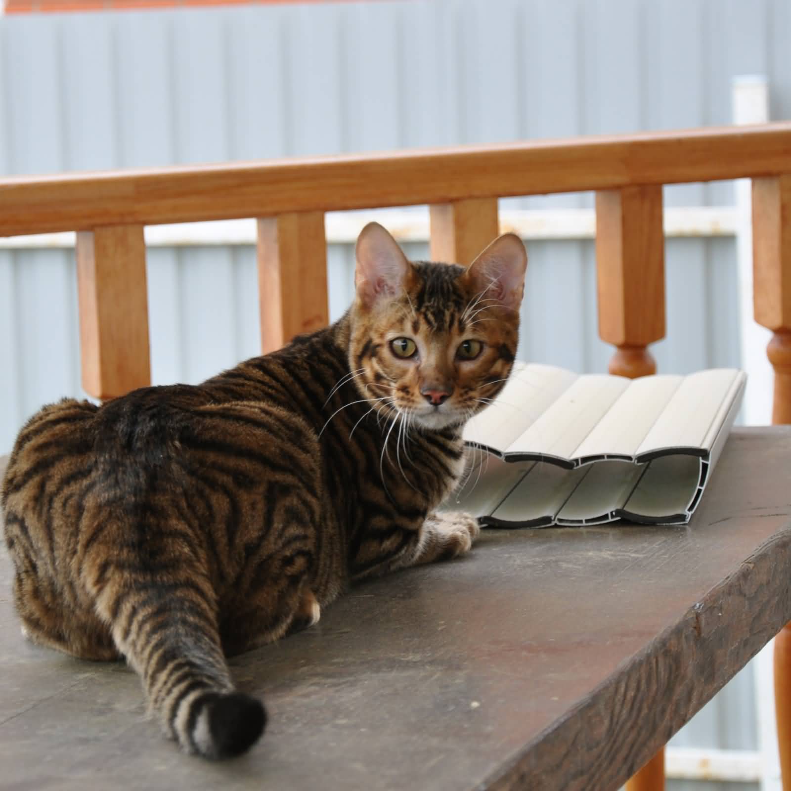 Toyger Cat Sitting On Table