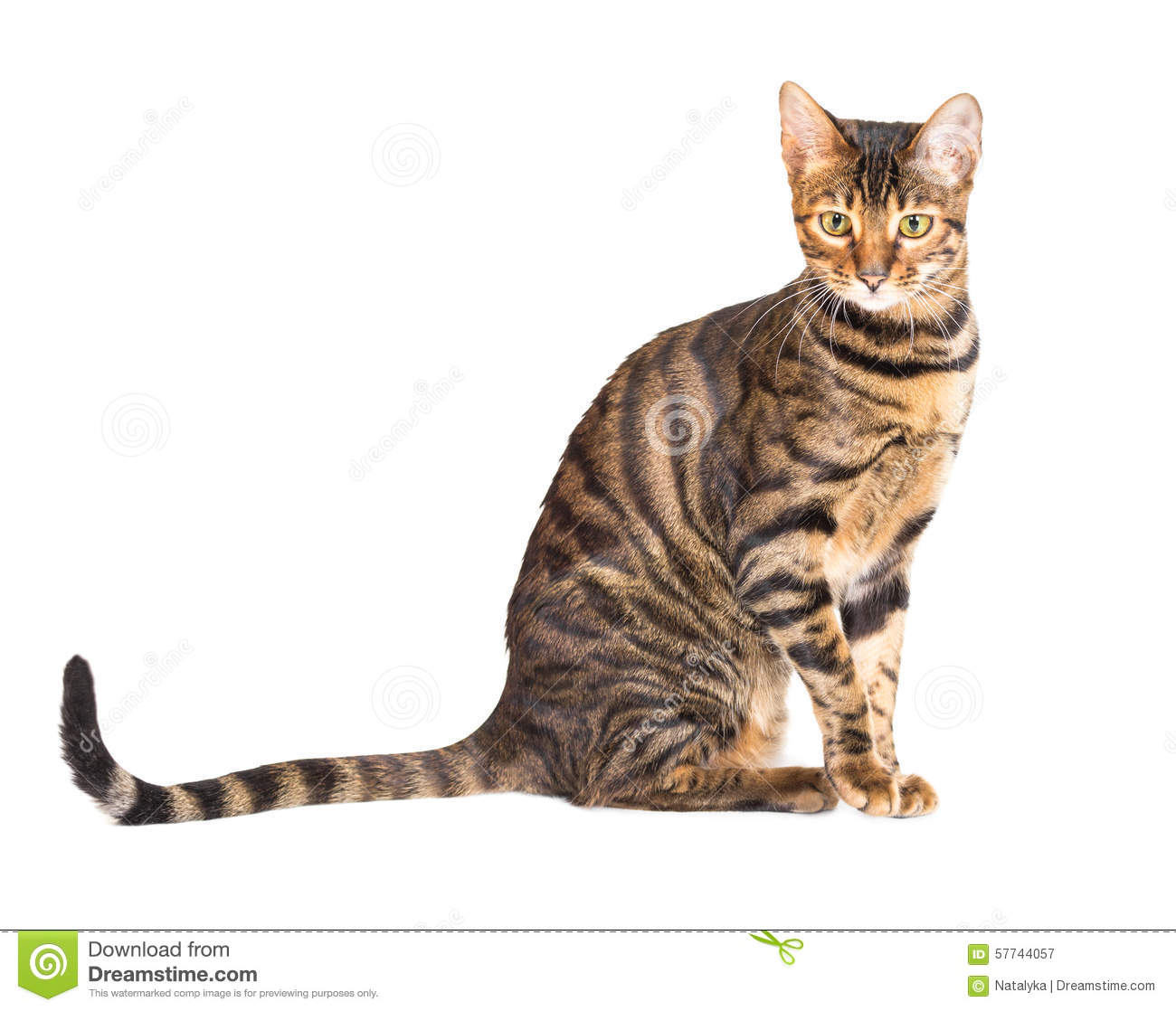 Toyger Cat Sitting Picture