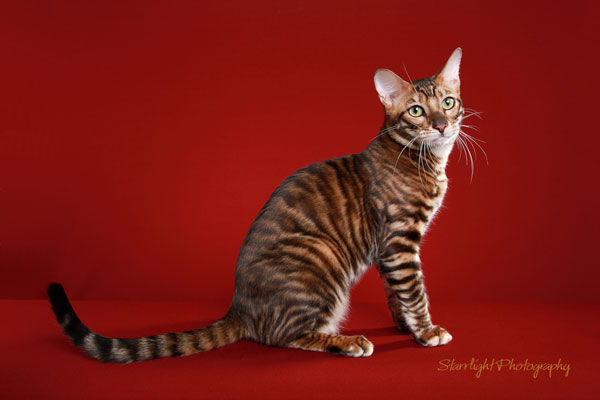 Toyger Cat Sitting With Red Background