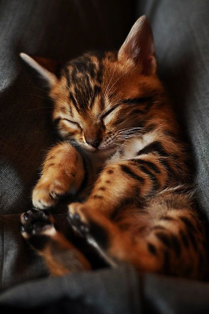 Toyger Cat Sleeping