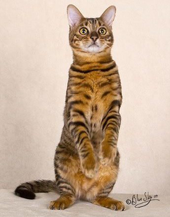 Toyger Cat Standing Up On Ttwo Legs