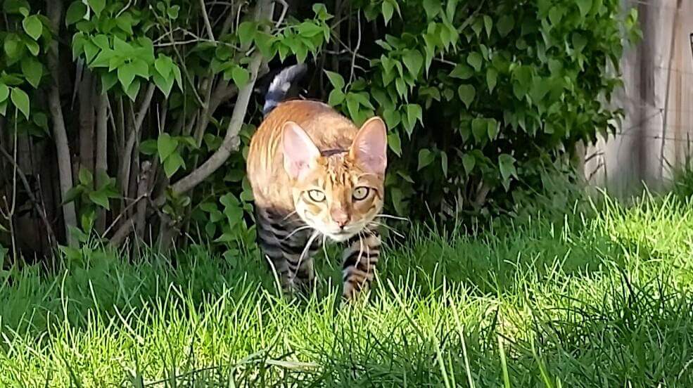 Toyger Cat Walking In Garden