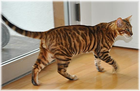 Toyger Cat Walking Inside