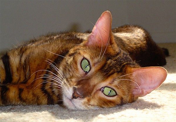 Toyger Cat With Beautiful Bright Eyes