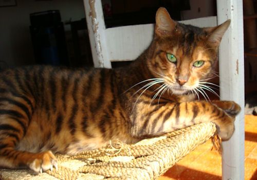 Toyger Cat With Bright Eyes