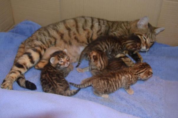 Toyger Cat With Kittens