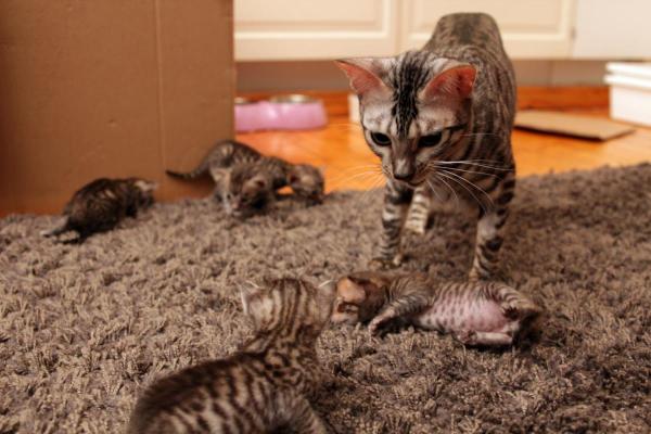 Toyger Cat With Kittens