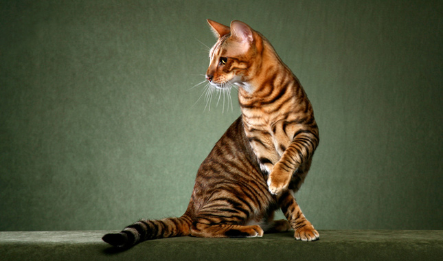 Toyger Cat With One Paw Up