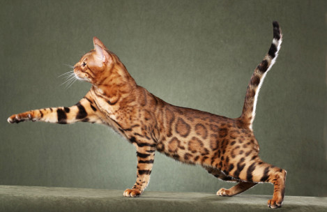 Toyger Cat With One Paw Up