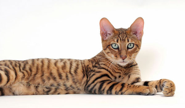 Toyger Cat With White Eyes Laying Down With Head Up