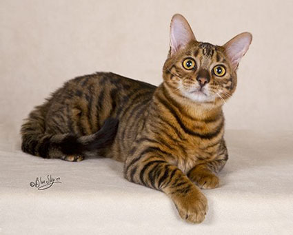 Toyger Cat With Yellow Eyes