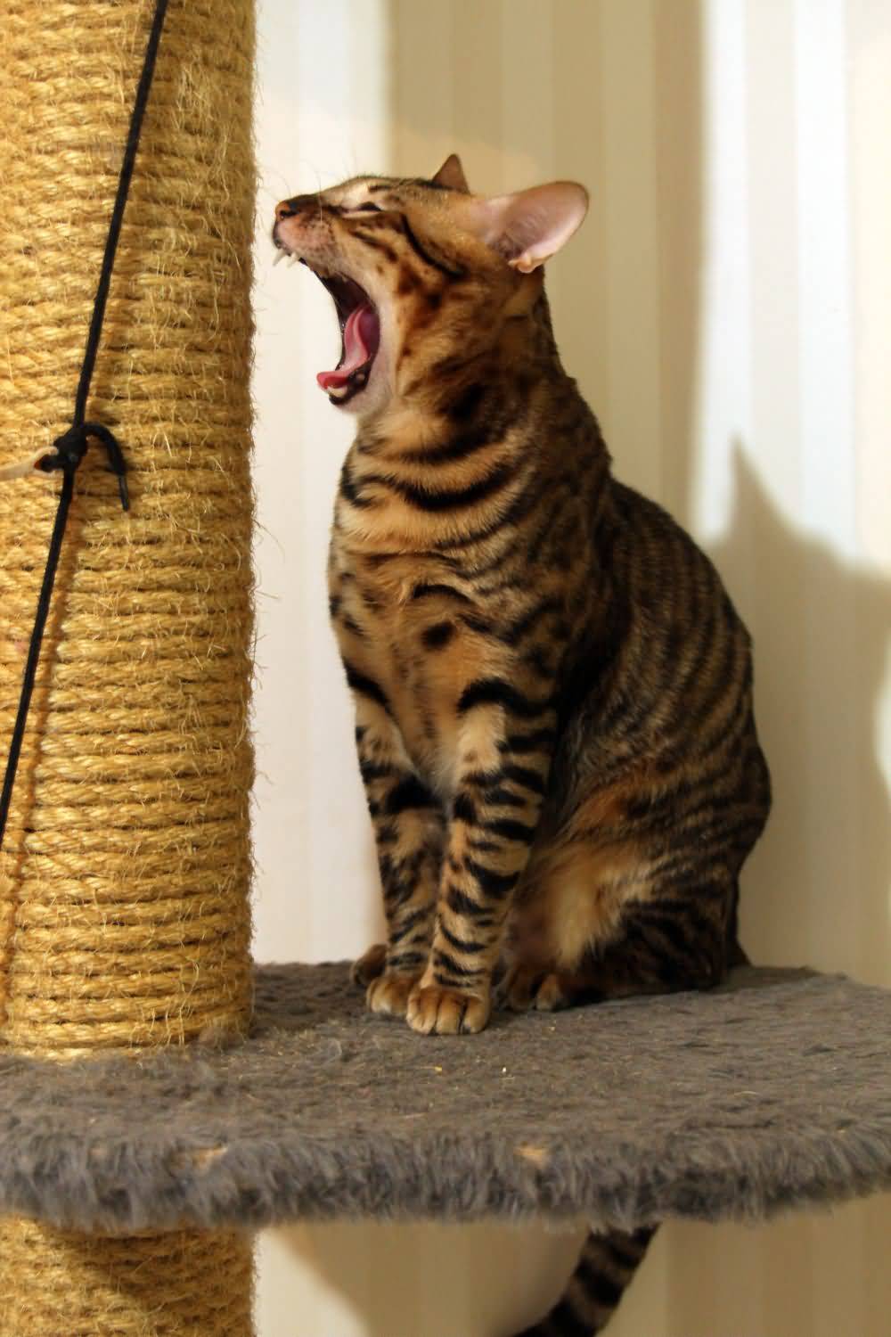 Toyger Cat Yawning