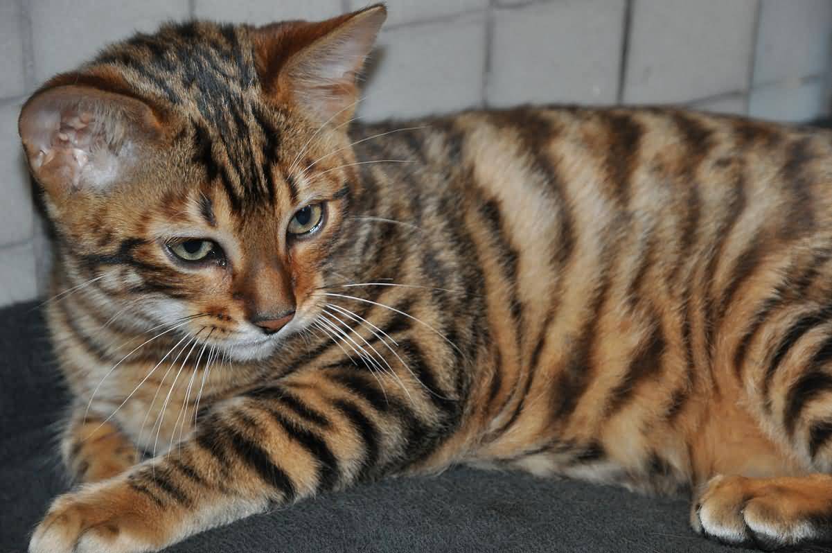 Toyger Kitten Closeup