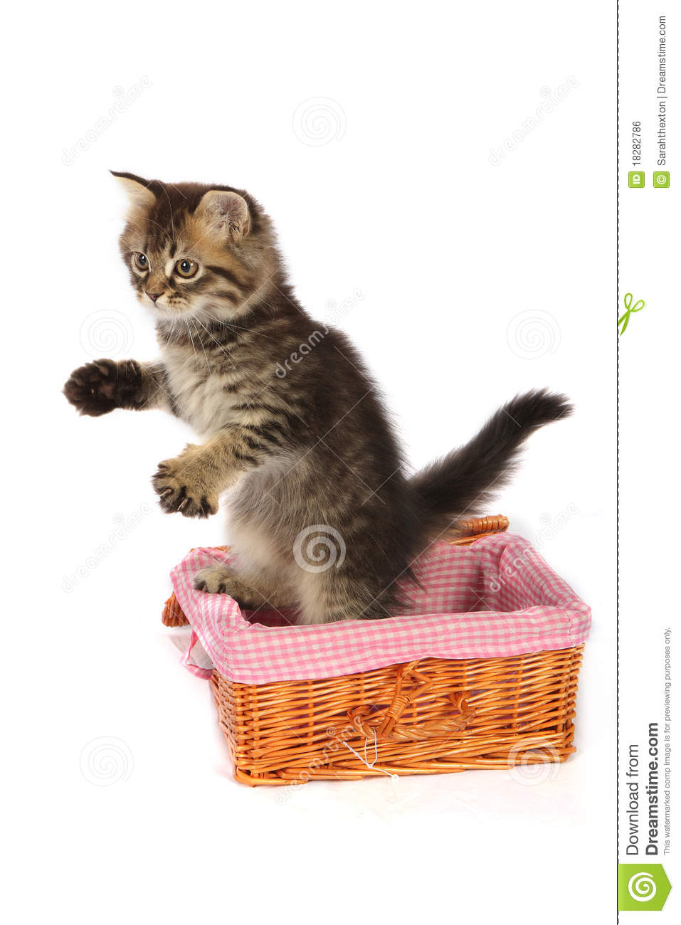 Toyger Kitten In Basket