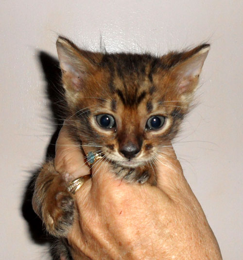 Toyger Kitten In Hand