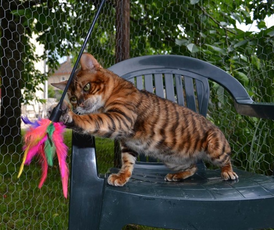 Toyger Kitten On Chair