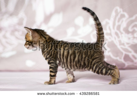 Toyger Kitten On Pink Background